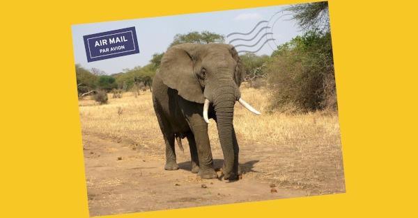 Postcard of elephant